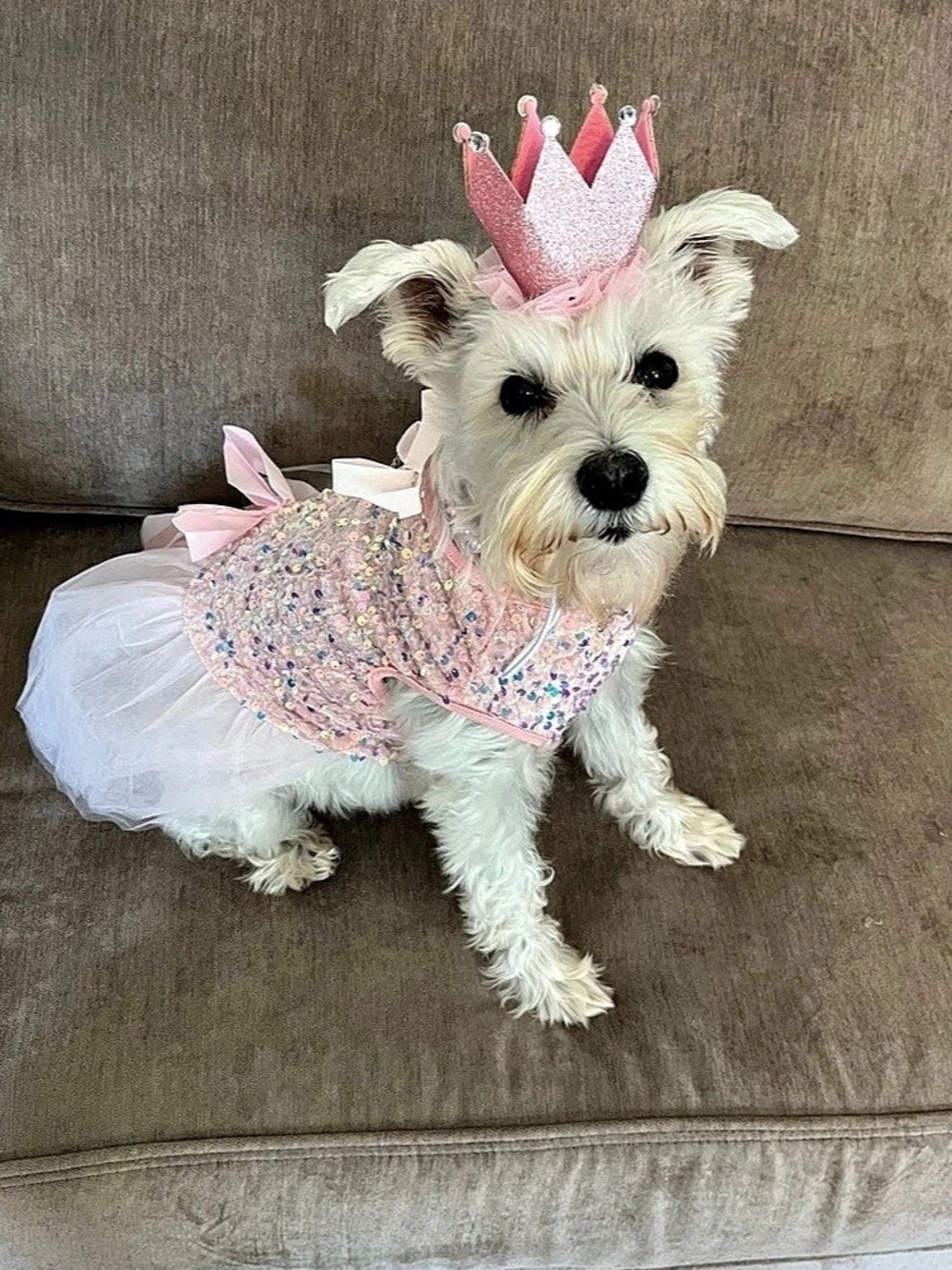 Pink Sequin Dog Dress with accessories